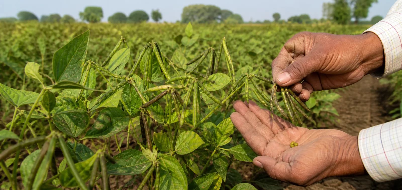 Green gram plants with developing pods in an Indian field