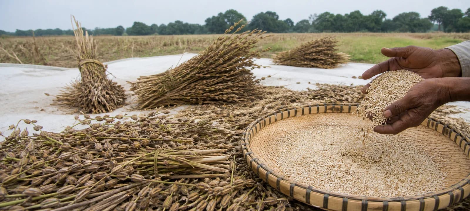 White sesame seeds being cleaned after harvest in an Indian field